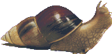 Achatina snail