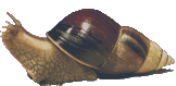 Achatina snail