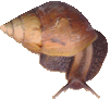 young Achatina snail