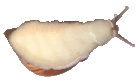 young snail