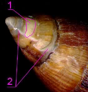 Restoration Shell