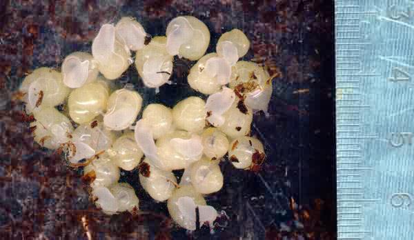 Young A. iredalei