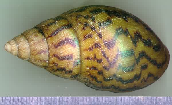 A. achatina