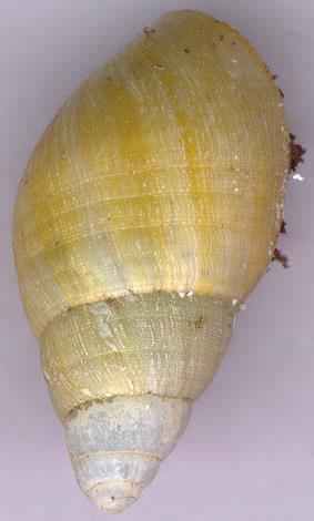 Snail Achatina iredalei