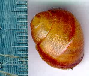   Archachatina marginata.