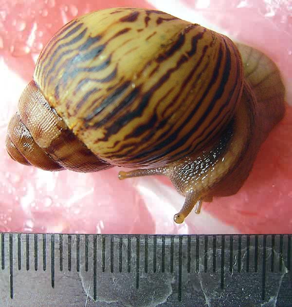 Achatina varicosa