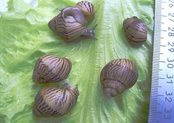 Achatina varicosa