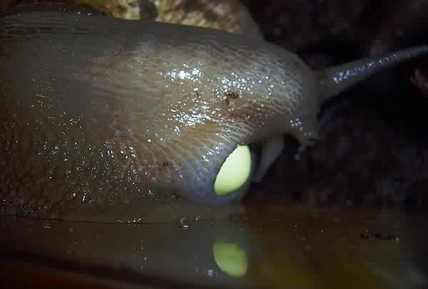 Snail Archachatina marginata  egg.