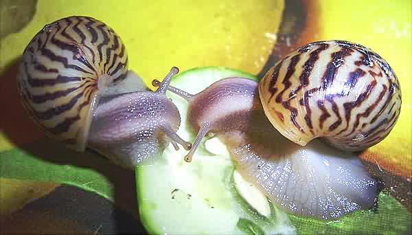 Achatina varicosa