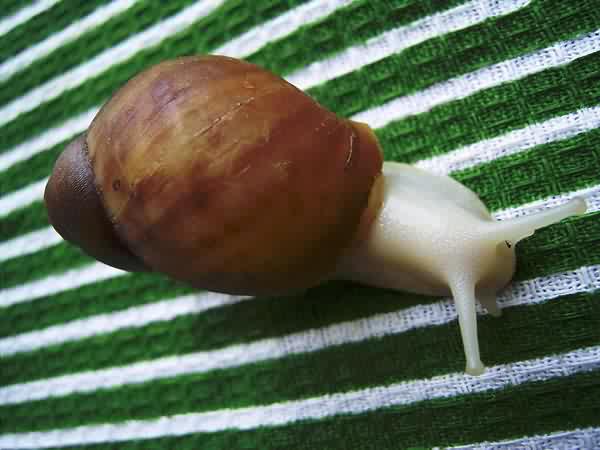 Archachatina puylaepti (albino body)