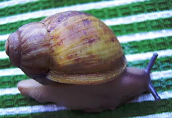 Archachatina degneri