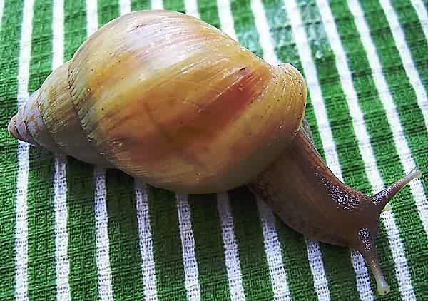 Achatina fulica rodatzi (albino shell)