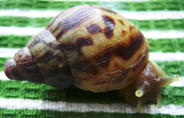 Achatina albopicta