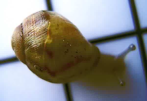 Newborn Snails Achatina achatina