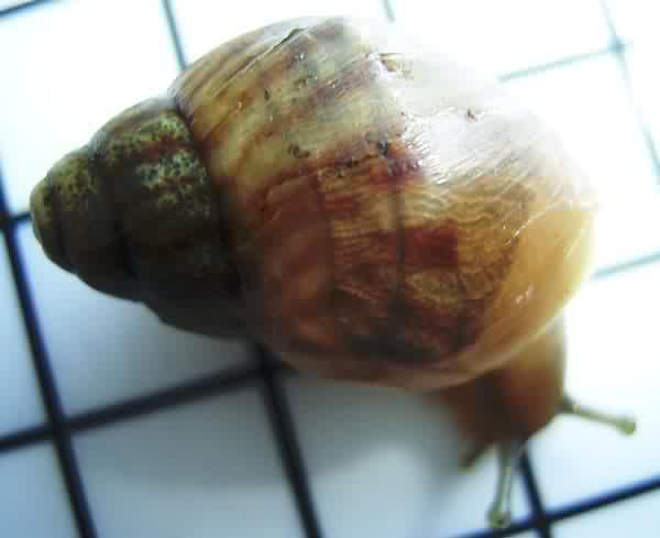 Achatina stuhlmanni