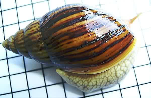 Achatina panthera (striped form)