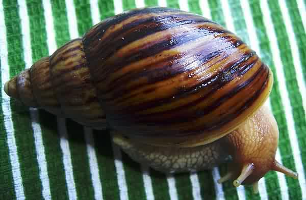 Achatina panthera (striped form)