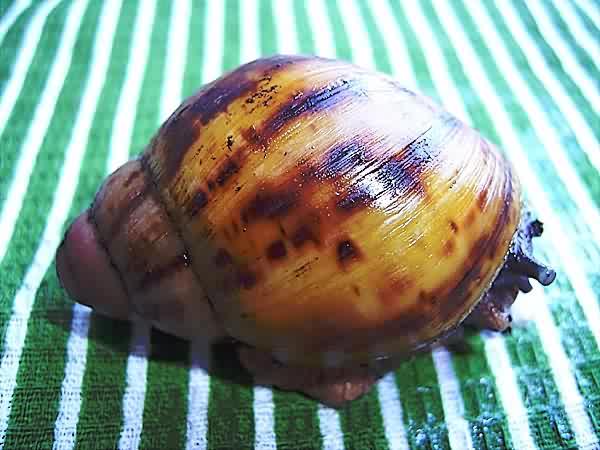 Archachatina marginata suturalis