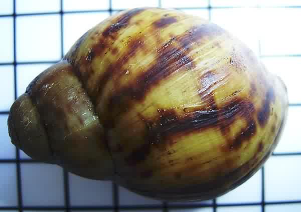 Archachatina marginata ovum