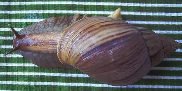 Achatina panthera (brown form)