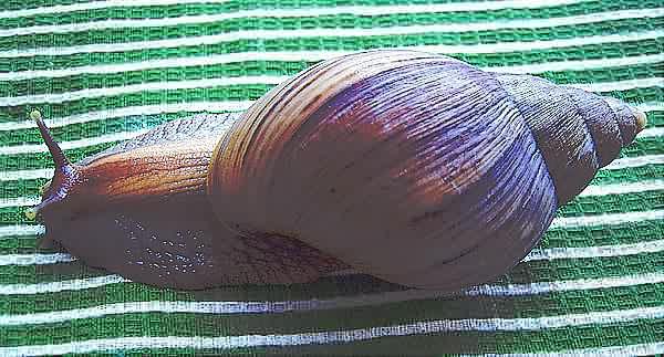 Achatina panthera (brown form)