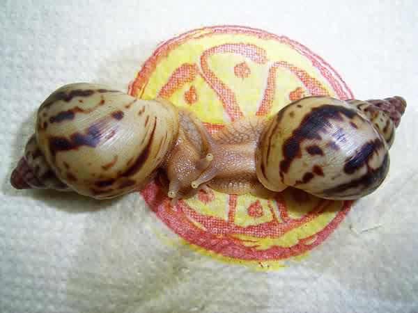 Achatina albopicta