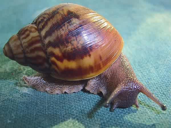 A. achatina