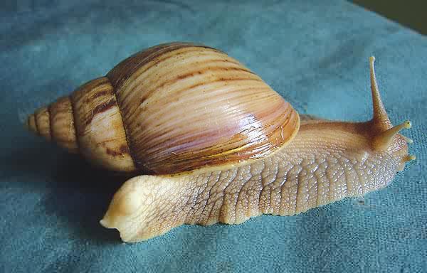 Achatina panthera (brown form)