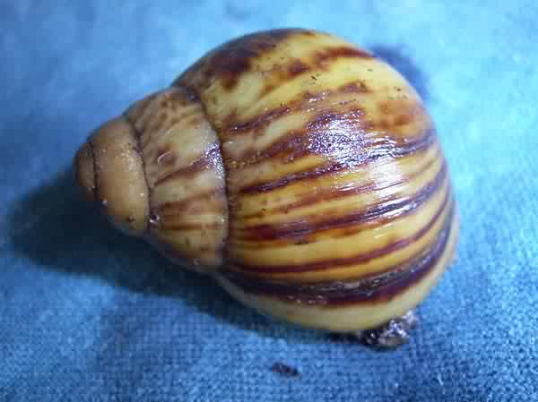 Archachatina degneri