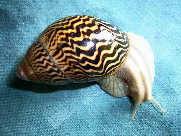 Achatina varicosa