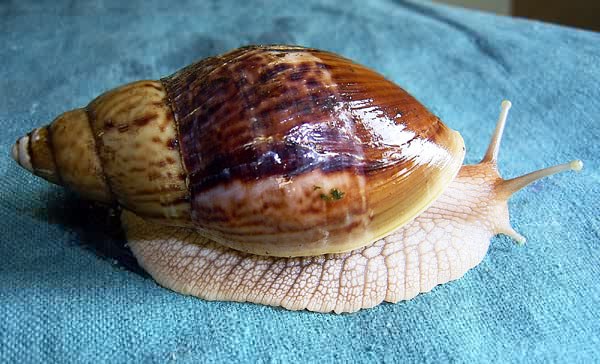 Achatina stuhlmanni