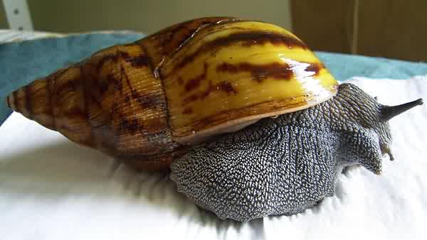 Achatina achatina