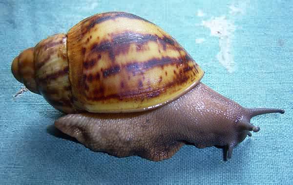 Archachatina marginata ovum