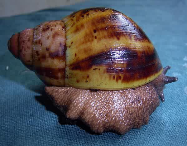 Archachatina marginata suturalis