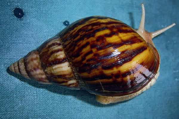 Achatina panthera (striped form)