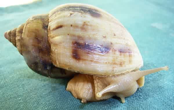  Achatina albopicta