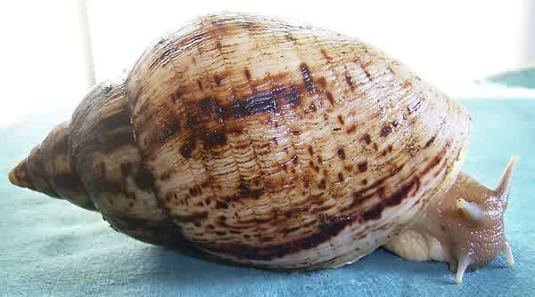   - Achatina reticulata