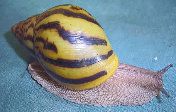 Achatina achatina