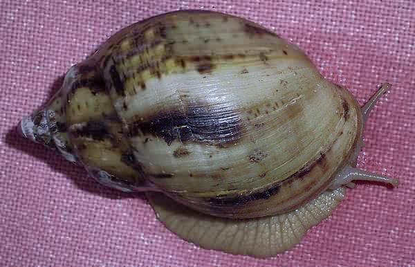 Achatina albopicta