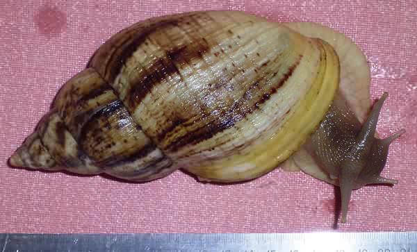 Achatina reticulata