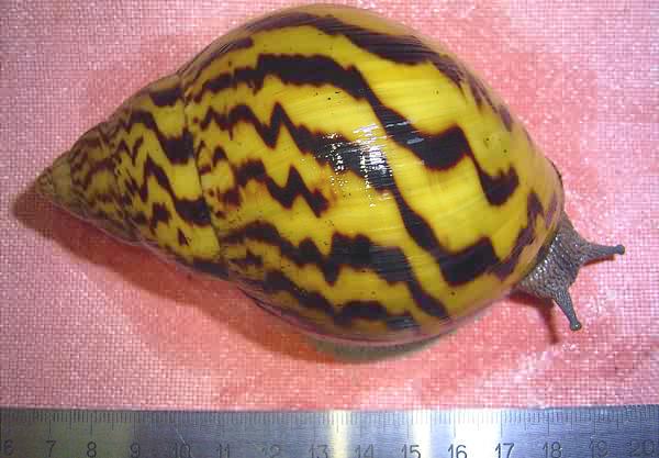 Achatina achatina