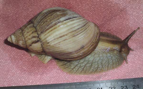 Achatina panthera (brown form)