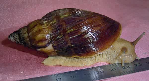 Achatina stuhlmanni