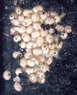 eggs